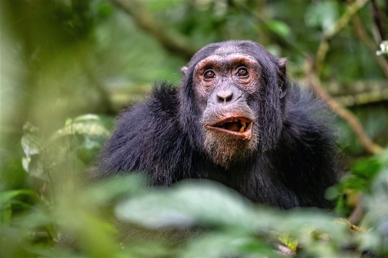 Vom Land der Berggorillas nach Sansibar ©Gatis/adobestock